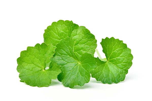 Centella Asiatica