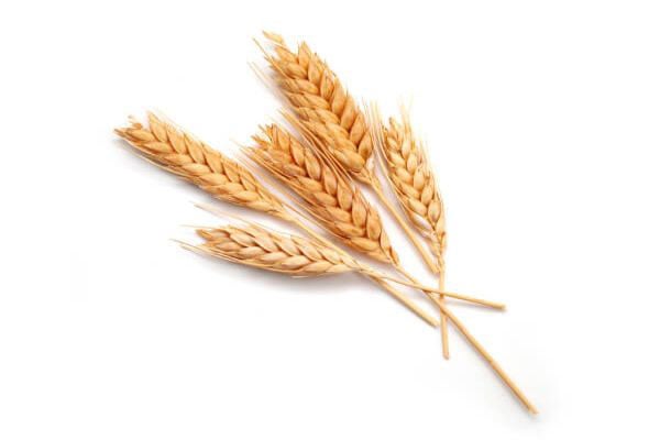 Wheat-Germ Oil