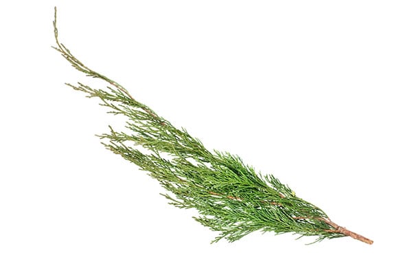 French Cypress /Cypress Essential Oil