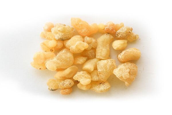 Indian Frankincense