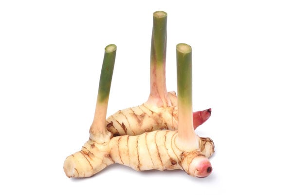 Snap Ginger