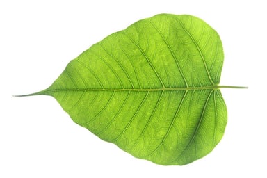 Banyan Leaf